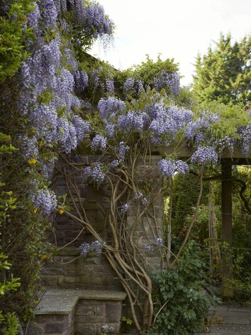 紫藤和紫藤树是一样的品种吗