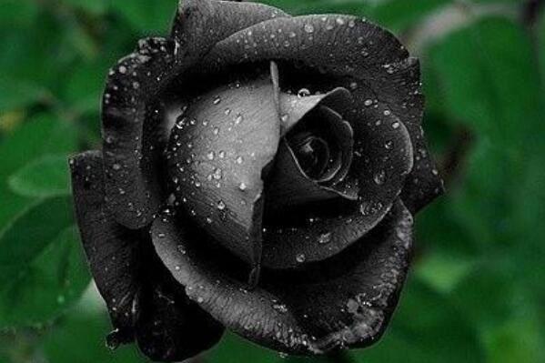 自然界黑色的花有哪些