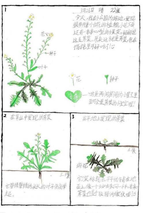 芦笋怎么种植方法的相关图片